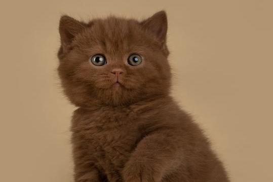 Cara Merawat Anak Kucing untuk Pemula